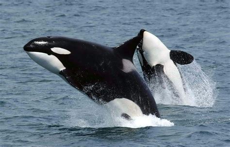 Orcas / Killer Whale Facts and Adaptations - Orcinus orca in Antarctica