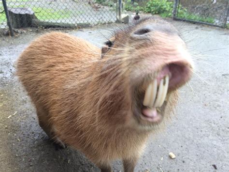 Is there something in my teeth? : capybara