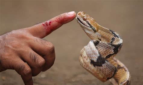 Why Venomous Sea Snakes Are Suddenly Invading California - W3schools