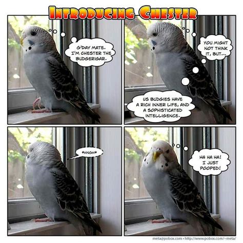 Pin by Raising Parrots 101 on Budgies | Budgies, Cute funny animals ...