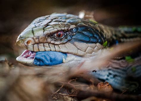 Blue Tongue Skink Care Sheet | Keeping Exotic Pets