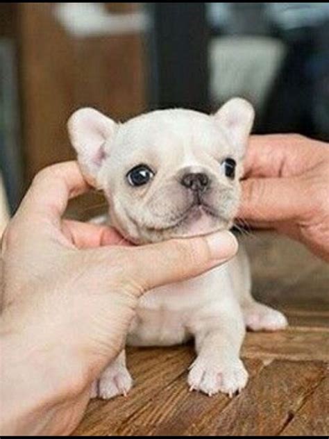 55+ Teacup French Bulldog Puppy Image - Bleumoonproductions