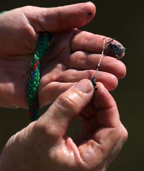 Cleveland Metroparks helps landowners fight invasive hydrilla in area ...