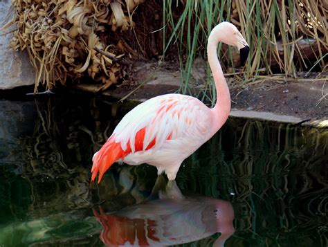 Flamingo | Reid Park Zoo