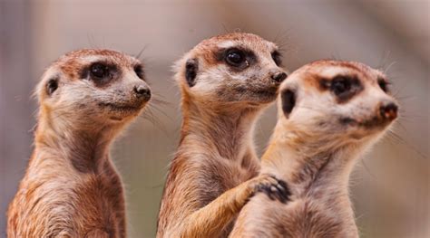 15 Cool and fun facts about meerkats – YourBotswana