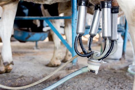 Cow Milking Facility and Mechanized Milking Equipment. Dairy Farm Stock ...