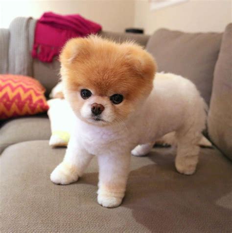 Boo the Pomeranian, Once Named the World's Cutest Dog, Dies