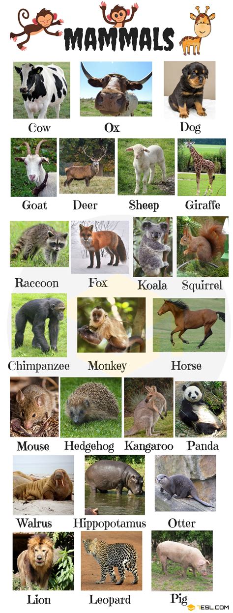 Mammal Names and List of Mammals with Pictures • 7ESL