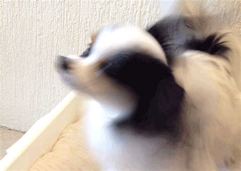 Dog Shaking GIF by Pasquale D'Silva - Find & Share on GIPHY