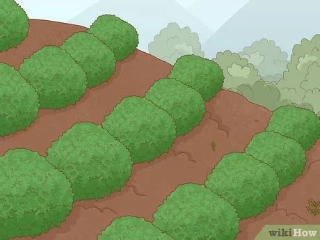 Soil Erosion Prevention Clipart Of Flowers