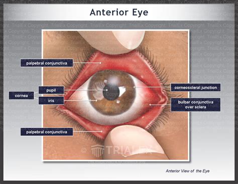 Conjunctiva Anatomy Discount Retailers | www.pinnaxis.com