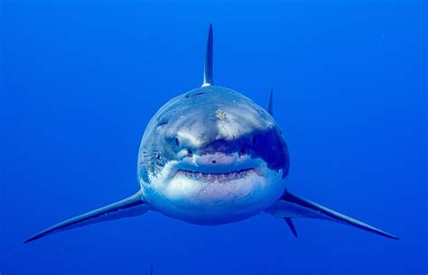 Great White Shark Head On • Marko Dimitrijevic Photography