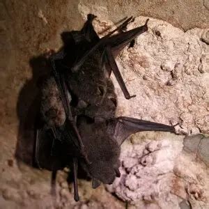 Gray Bat - Facts, Diet, Habitat & Pictures on Animalia.bio