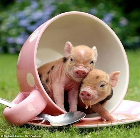 15 Pictures Of Teacup Pigs With Actual Teacups | Mini teacup pigs ...