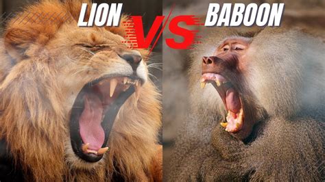 Baboon vs Lion Fight to Death: Lion Attaching Baboon & Baboon Dying In ...