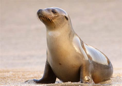 Sea Lion Behavior - AnimalBehaviorCorner