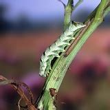 Privet Hawk Moth caterpillar photo WP03200