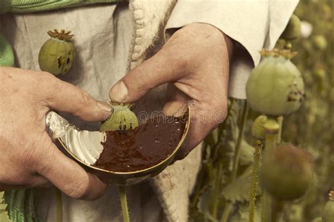 Harvesting Of Raw Opium From Poppy Heads On Illegal Drug Field Stock ...