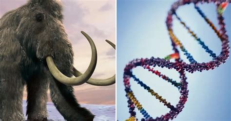 Cloning of woolly mammoth edges closer after scientists unveil complete ...