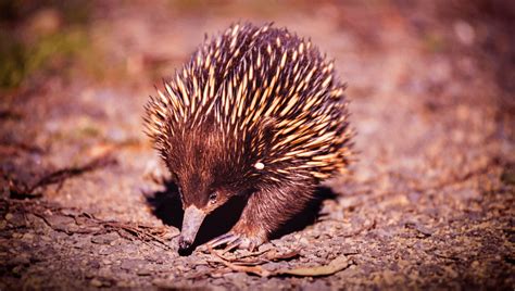 Fun Echidna Facts for Kids: Learn All About Echidnas