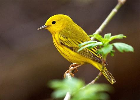 25 Small Yellow Birds You Should Know - Birds and Blooms