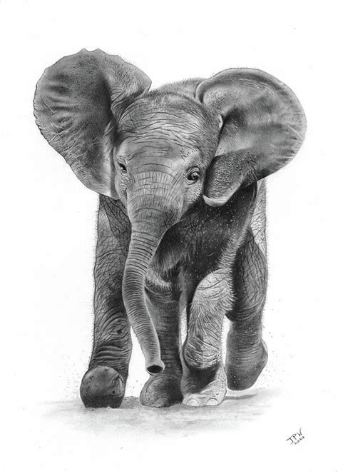 Baby Elephant Drawing by JPW Artist - Fine Art America