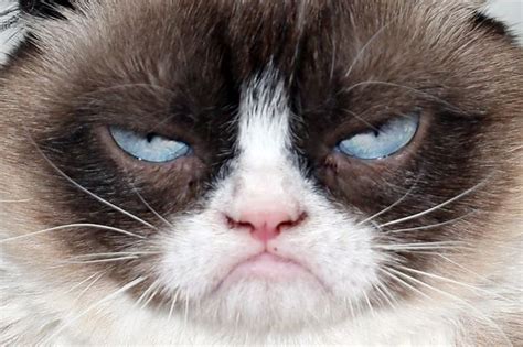 grumpy cats face Blank Template - Imgflip