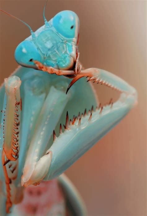 🔥 This blue praying mantis 🔥 : r/NatureIsFuckingLit