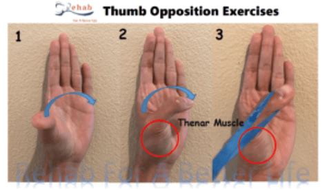 The Best Exercises for Your Painful Thumb Arthritis ! - REHAB FOR A ...