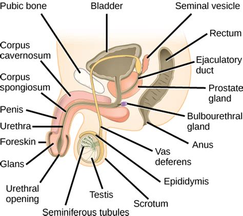 Animal Reproductive Structures and Functions | Organismal Biology