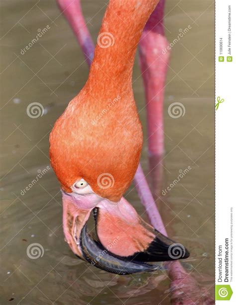 Flamingo Feeding stock photo. Image of bird, ecology - 110690614