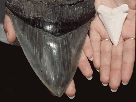 Six-inch long teeth of ancient Megalodon shark found on North Carolina ...