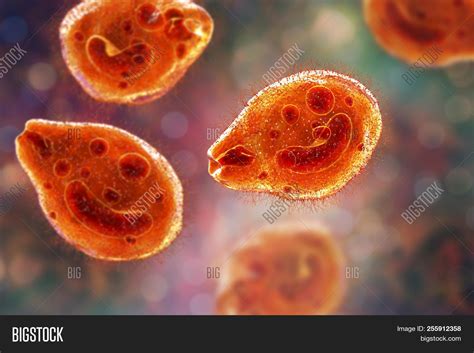 Balantidium Coli Image & Photo (Free Trial) | Bigstock