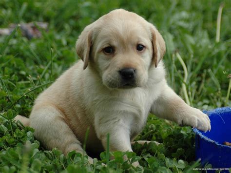 Lovely Labrador Retriever puppy photo and wallpaper. Beautiful Lovely ...