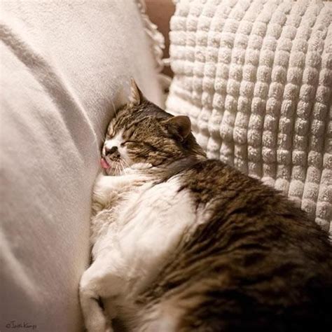 29 best images about Cats Sleeping In Weird Places on Pinterest ...