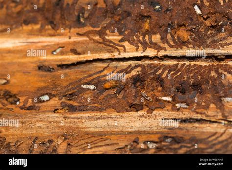 Bark beetles in a tree Stock Photo - Alamy