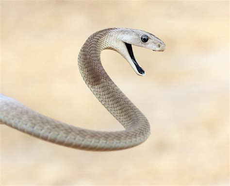 The Black Mamba, the world's fastest snake. Beautiful Snakes, Animals ...