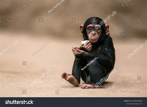 15,628 Chimpanzee Babies Images, Stock Photos, 3D objects, & Vectors ...