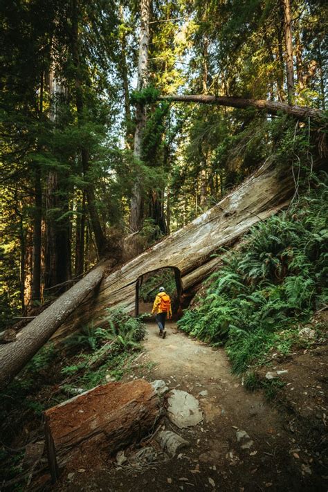 10 Awe-Inspiring Things To Do In Redwood National Park | The Mandagies