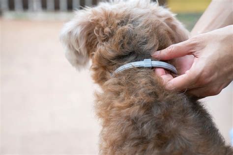 8 Best Flea Collars for Dogs in 2023 | Pets Nurturing