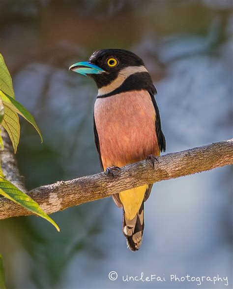 The black-and-yellow broadbill (Eurylaimus ochromalus)