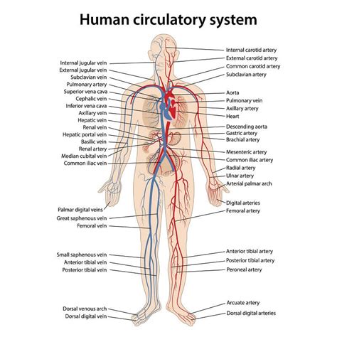 Circulatory System - The Definitive Guide | Biology Dictionary