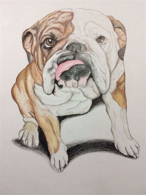 English Bulldog Drawing at PaintingValley.com | Explore collection of ...