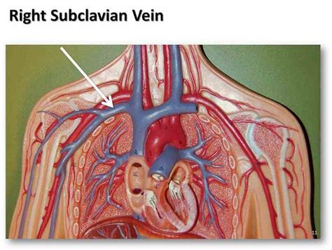 Anatomy Of Subclavian Vein | MedicineBTG.com