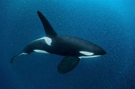 Orca Whale Photos, Posters & Facts