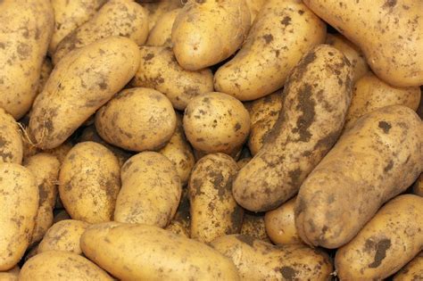 Seed Potatoes. We have 37 Varieties in stock. | Nareys