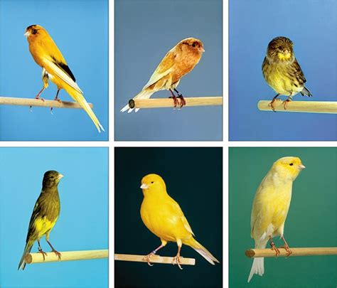 Cute Bird Lovers: Various Types Of Canaries Complete With Pictures