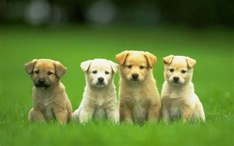 Beautiful Dog Wallpapers - Top Free Beautiful Dog Backgrounds ...