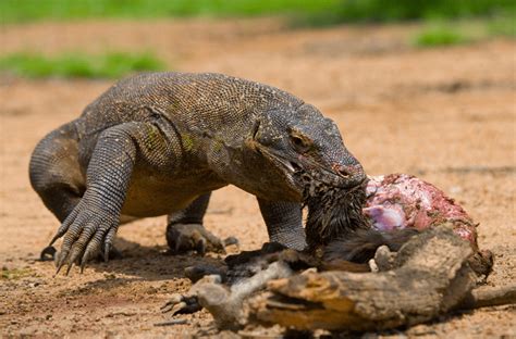 What Does A Komodo Dragon Eat? - Animal Corner