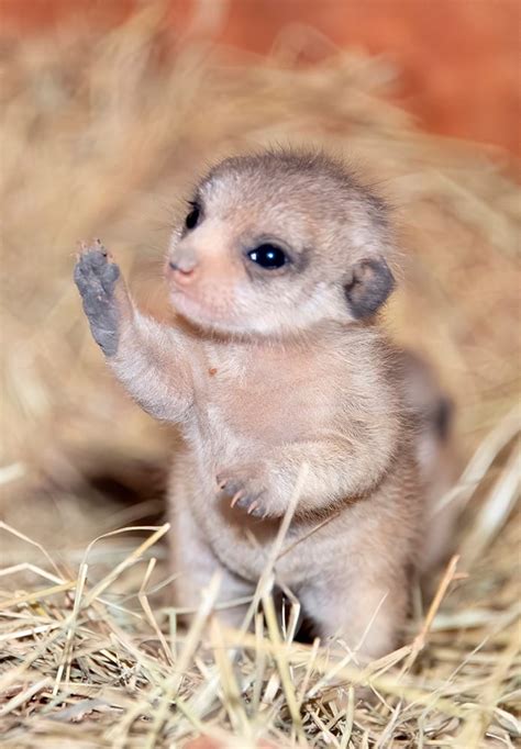 The Miami Zoo Shared Photos Of Their New Baby Meerkats and It Is ...